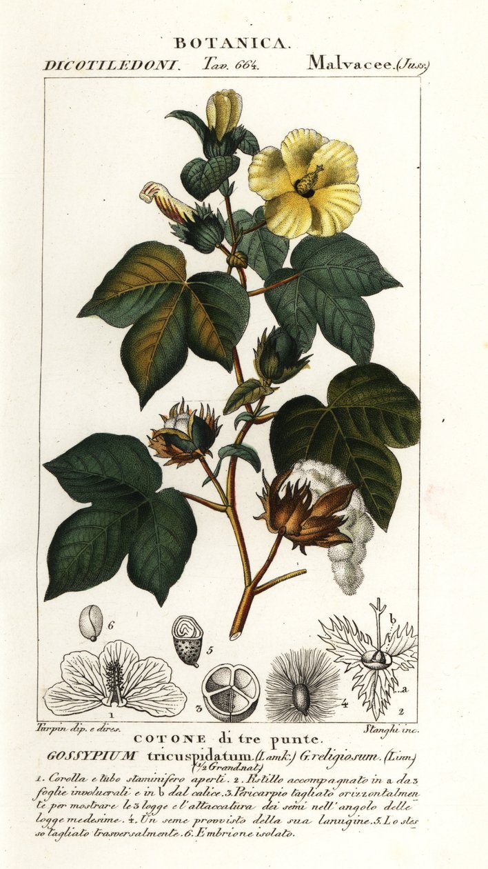 Algodão mexicano, Gossypium hirsutum de Stanghi Stanghi