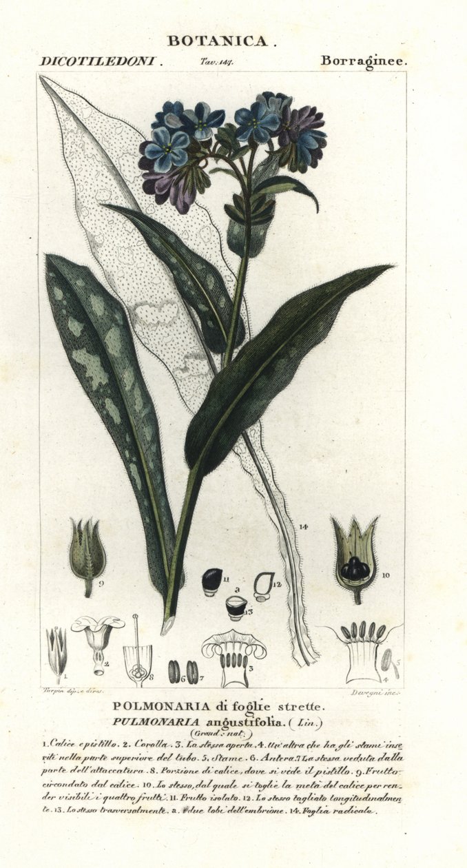 Pulmonária de folhas estreitas, Pulmonaria angustifolia de Stanghi Stanghi