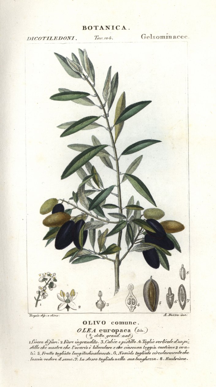Olive tree, Olea europaea de Stanghi Stanghi