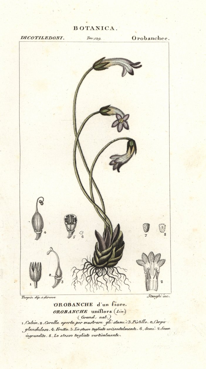 Broomrape de uma flor, Orobanche uniflora de Stanghi Stanghi