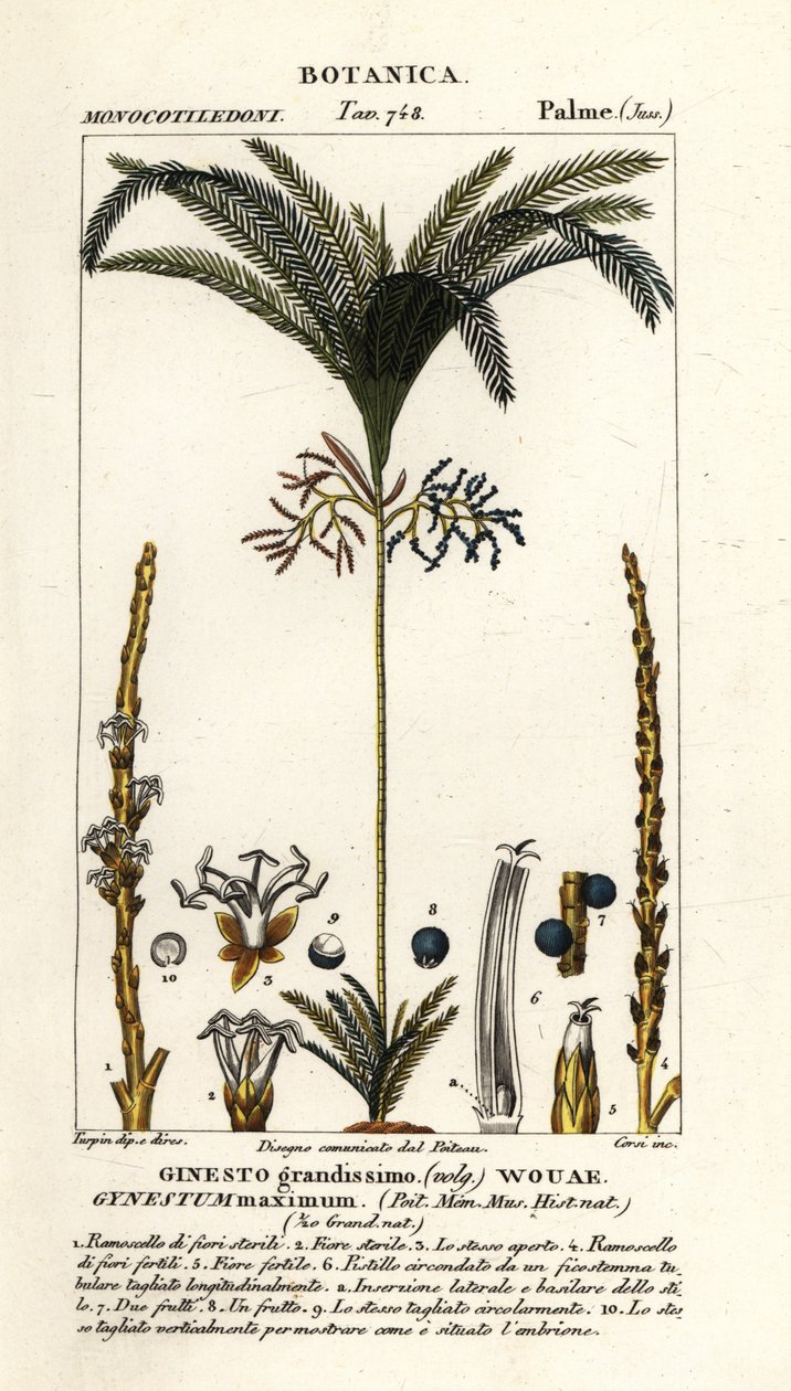 Palmeira, Geonoma maxima de Stanghi Stanghi