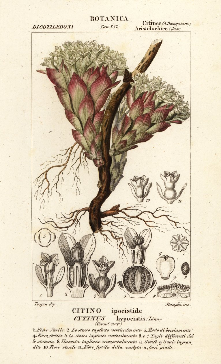 Planta parasita, Cytinus hypocistis de Stanghi Stanghi