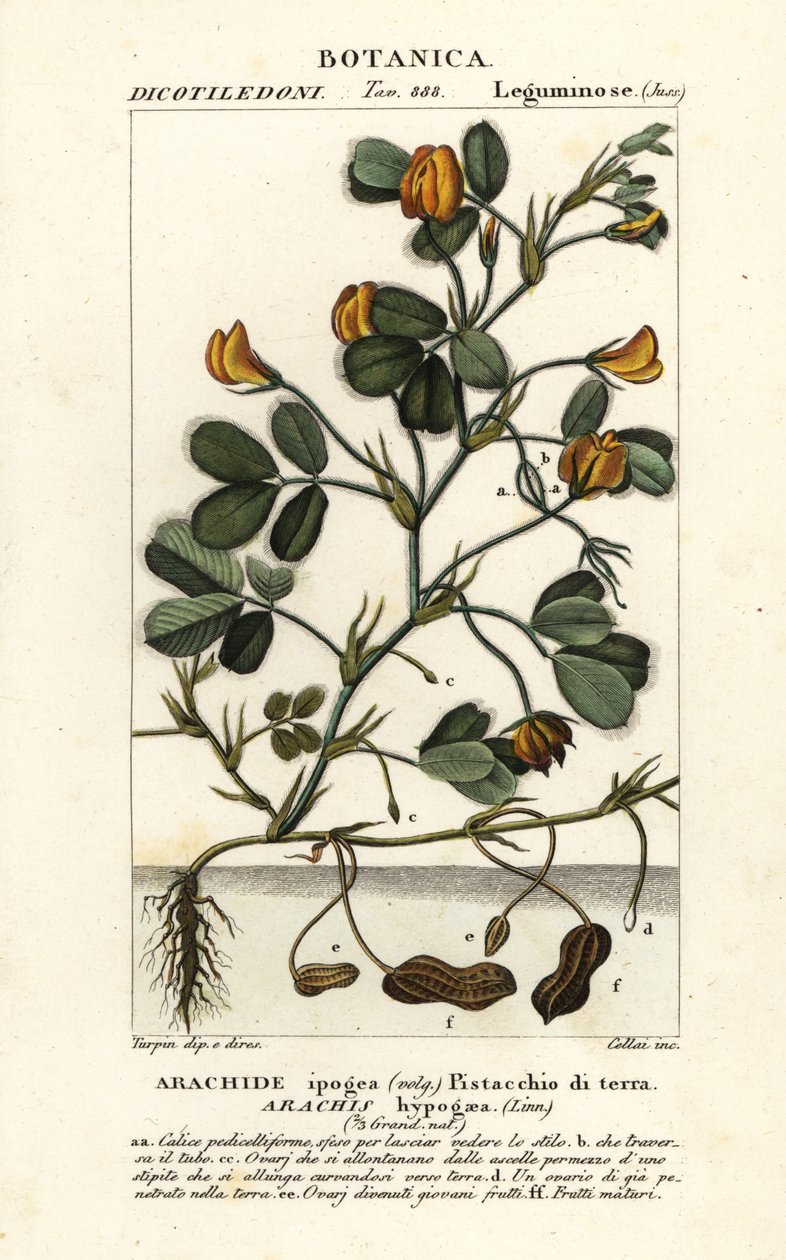 Amendoim ou amendoim, Arachis hypogaea de Stanghi Stanghi