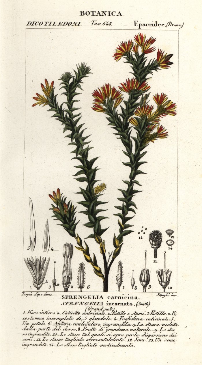 Urze cor-de-rosa, Sprengelia incarnata de Stanghi Stanghi
