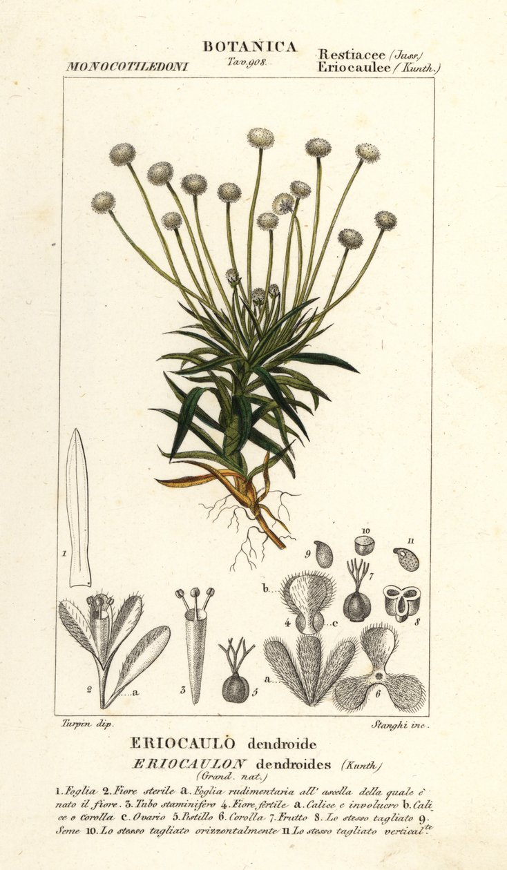 Pipewort, Paepalanthus dendroides de Stanghi Stanghi