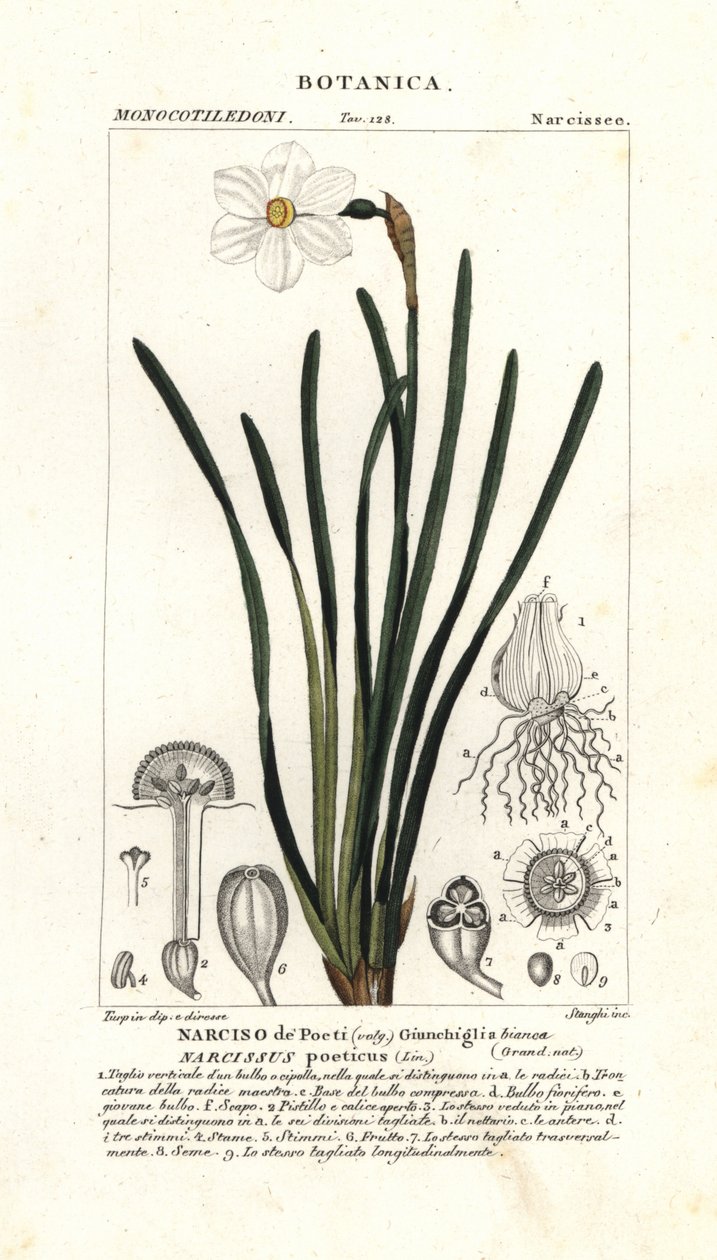 Narciso poeta, Narciso poeticus de Stanghi Stanghi