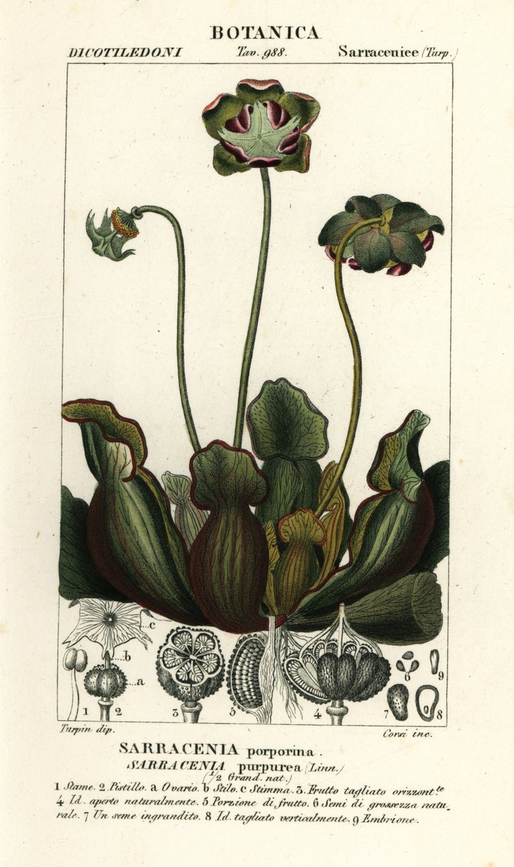 Planta de jarro púrpura, Sarracenia purpurea de Stanghi Stanghi