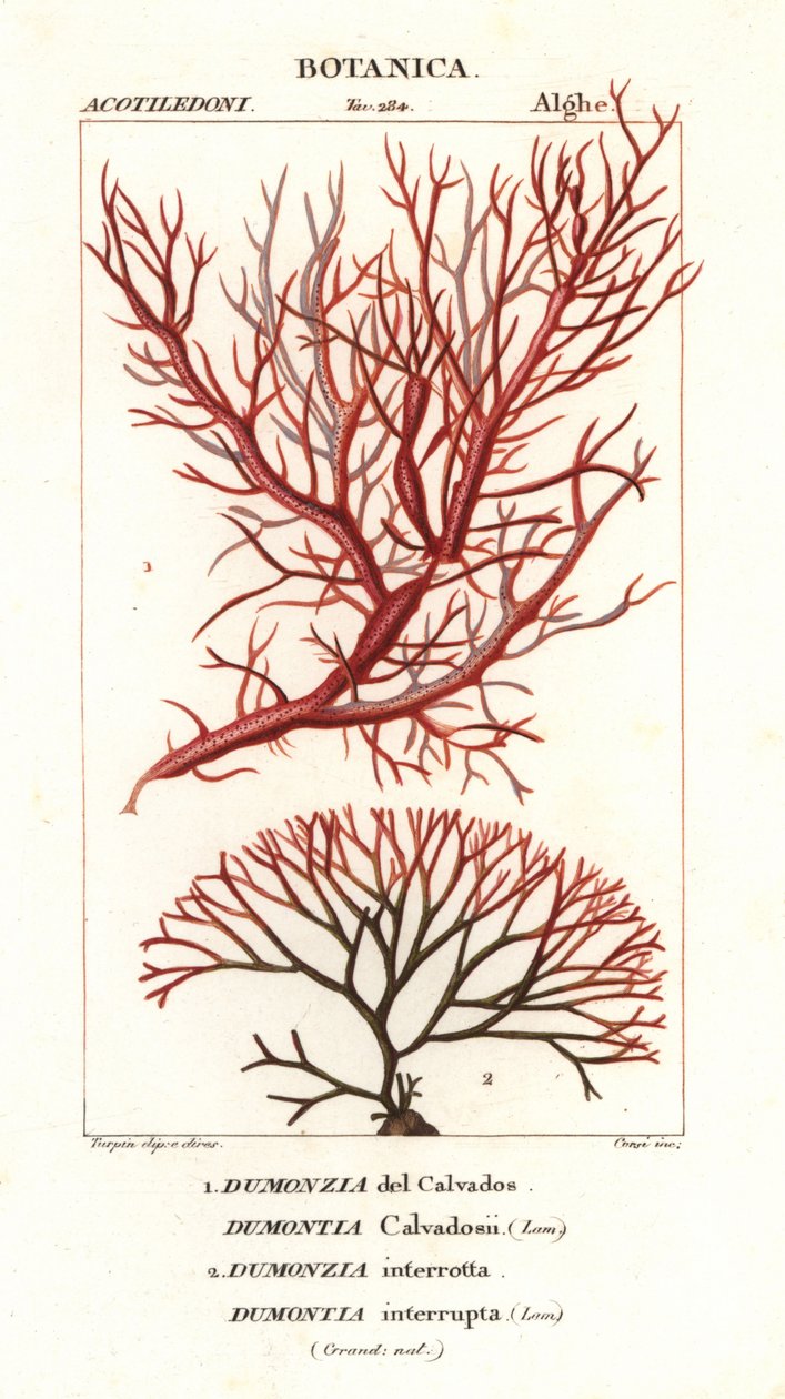 algas vermelhas de Stanghi Stanghi