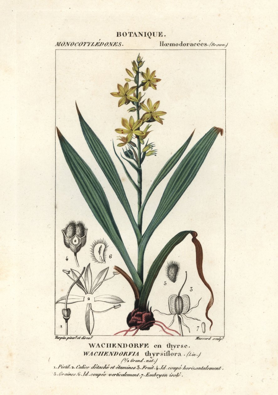Raiz vermelha, Wachendorfia thyrsiflora de Stanghi Stanghi