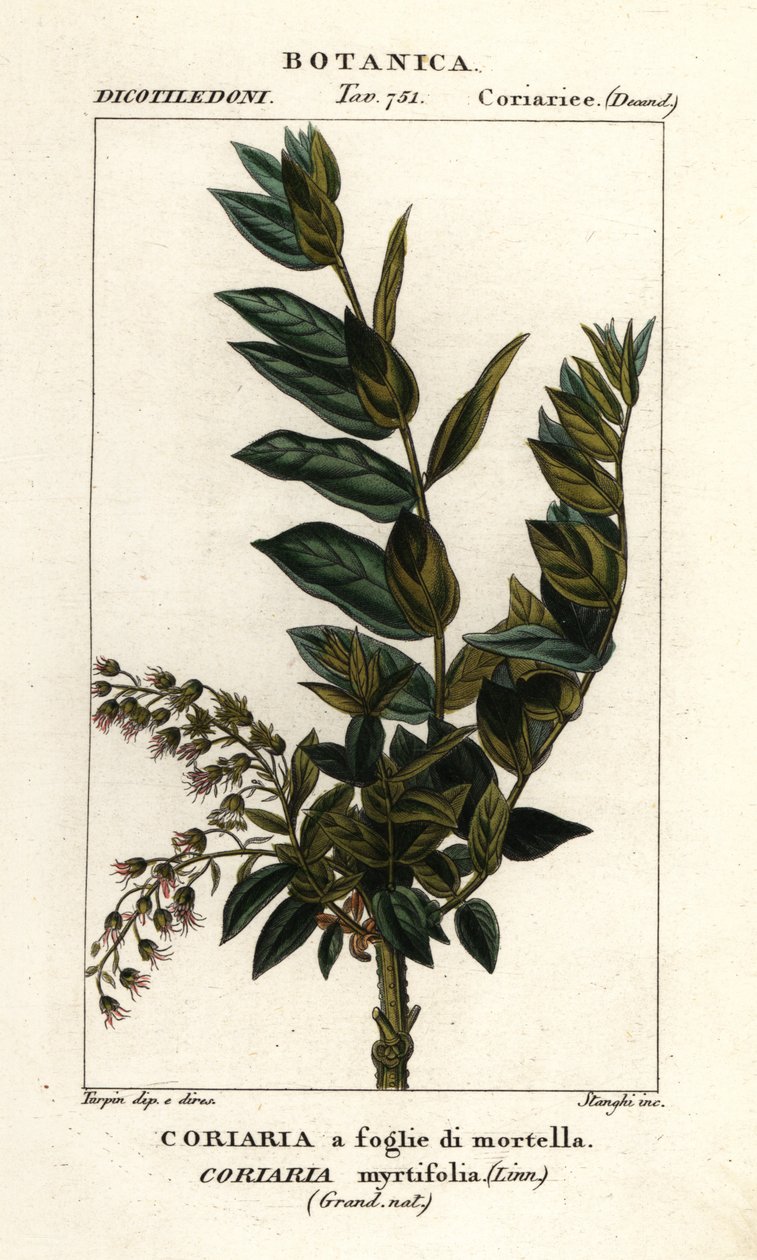 Árvore Redoul, Coriaria myrtifolia de Stanghi Stanghi
