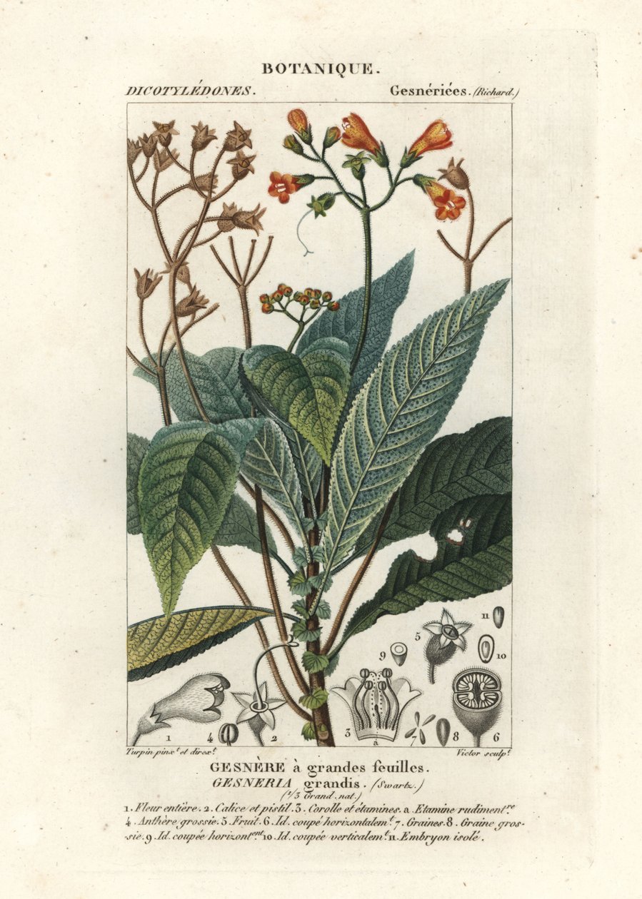 Rhytidophyllum grande de Stanghi Stanghi