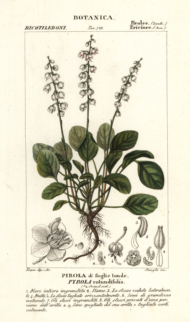 Pirola rotundifolia, pirola rotundifolia, folhas redondas de wintergreen de Stanghi Stanghi