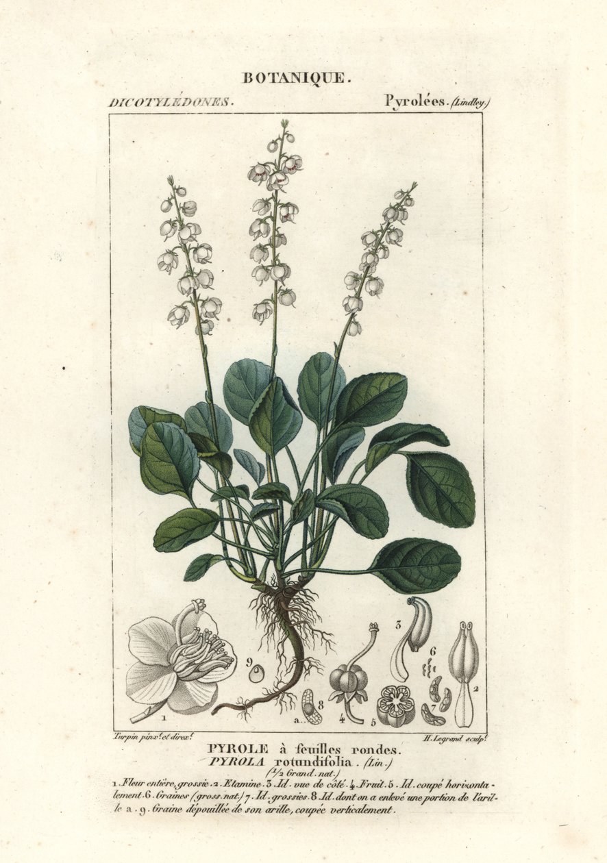Gualtéria de folhas redondas, Pyrola rotundifolia de Stanghi Stanghi