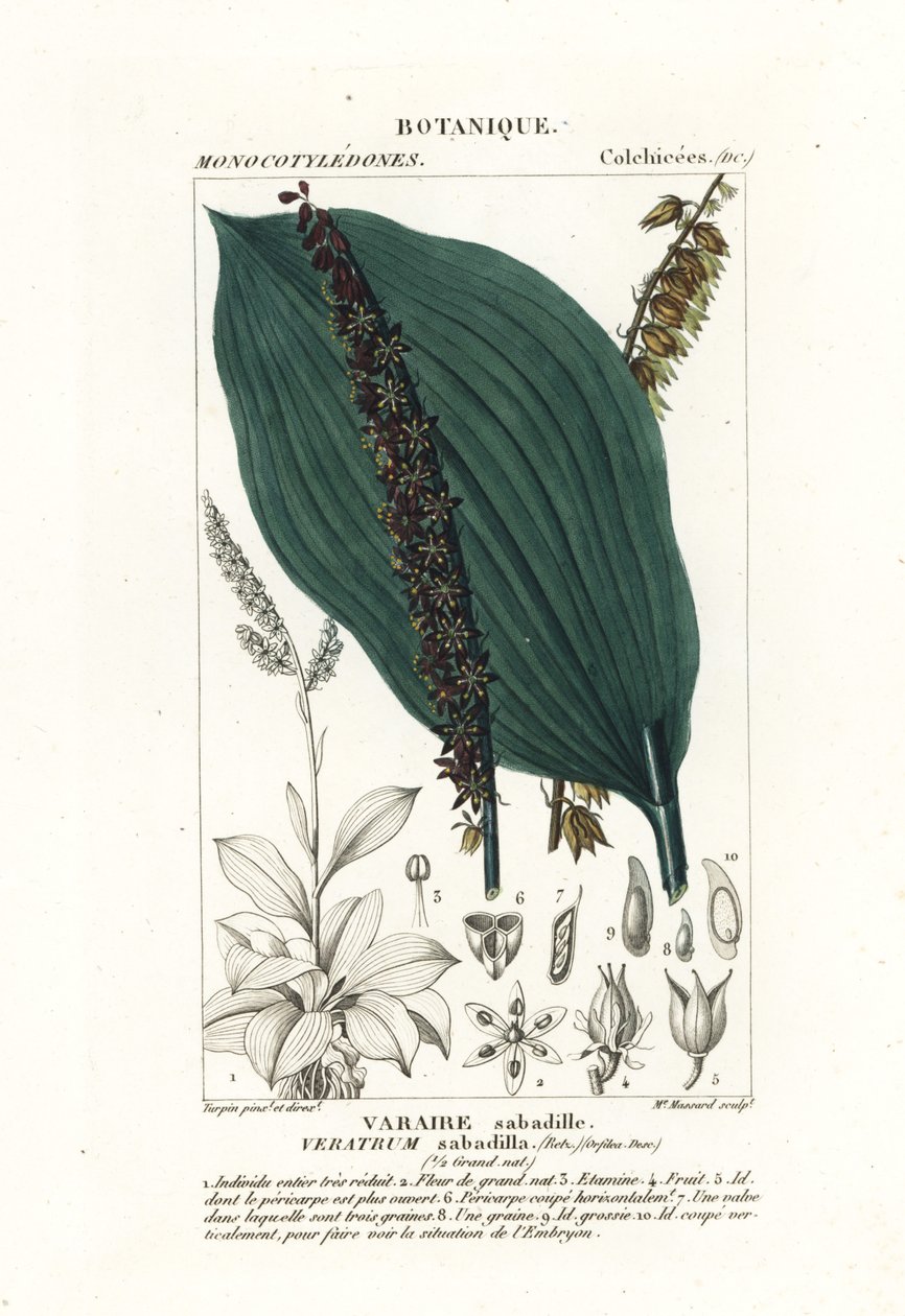 Sabadilla, Schoenocaulon officinale de Stanghi Stanghi