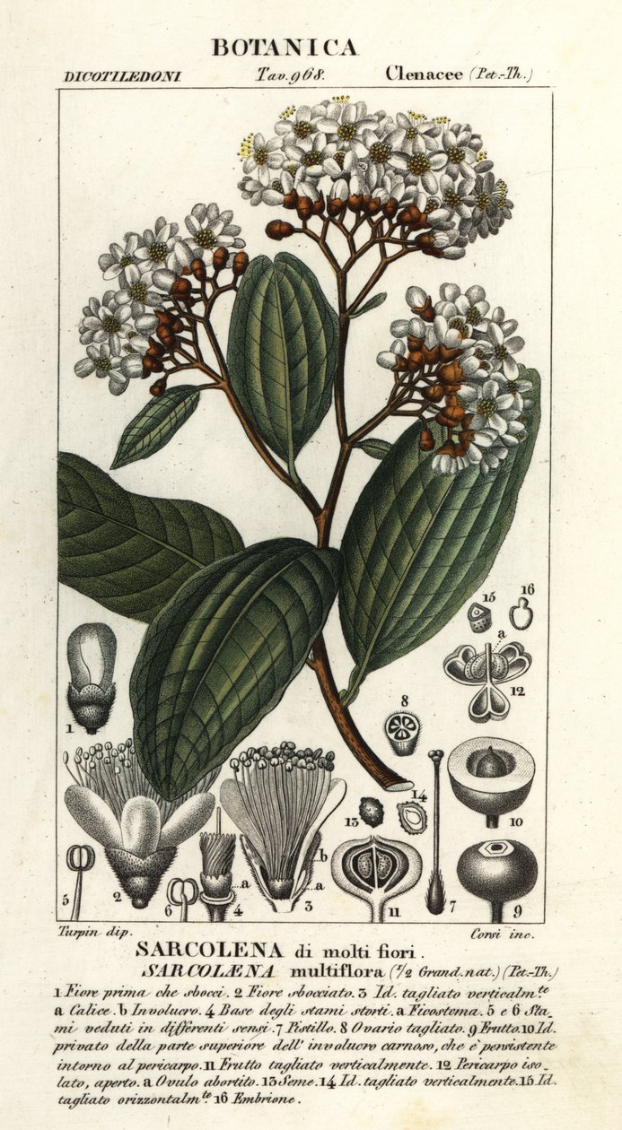 Sarcolaena multiflora de Stanghi Stanghi