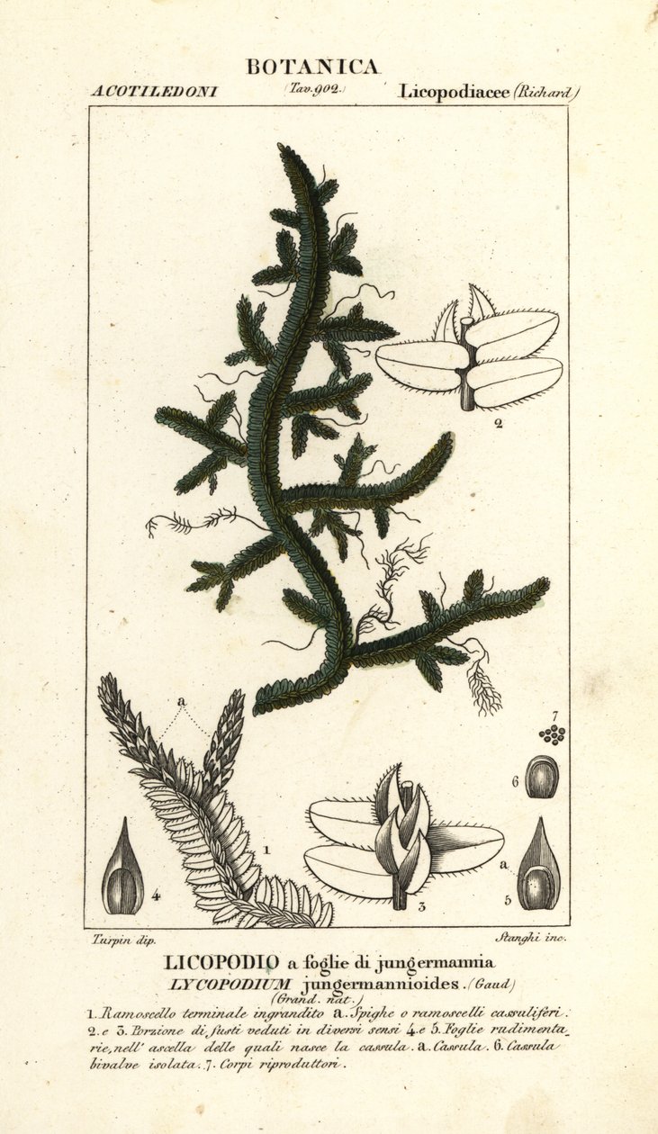 Samambaia Selaginella jungermannioides de Stanghi Stanghi