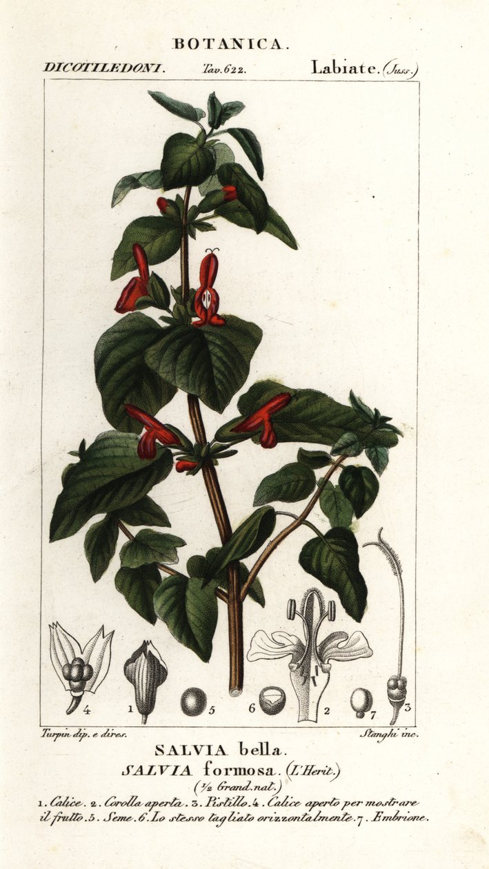 Sálvia de folhas brilhantes, Salvia formosa de Stanghi Stanghi