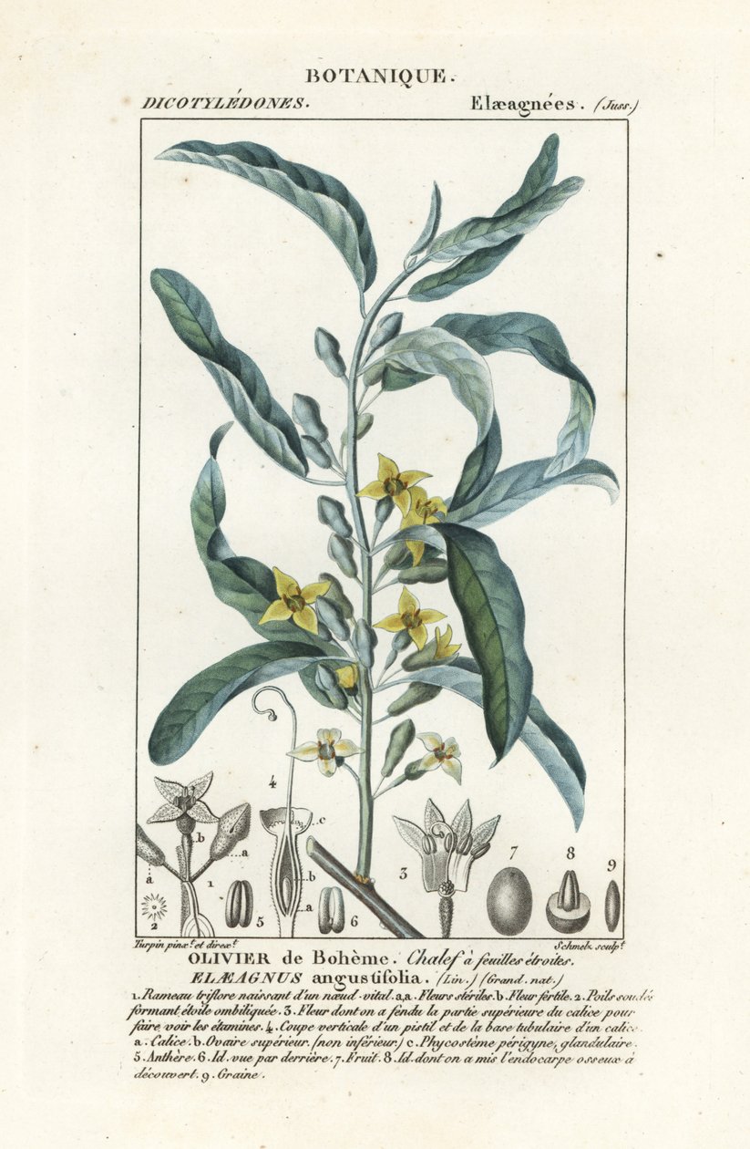 Baga de prata ou oleaster, Elaeagnus angustifolia de Stanghi Stanghi