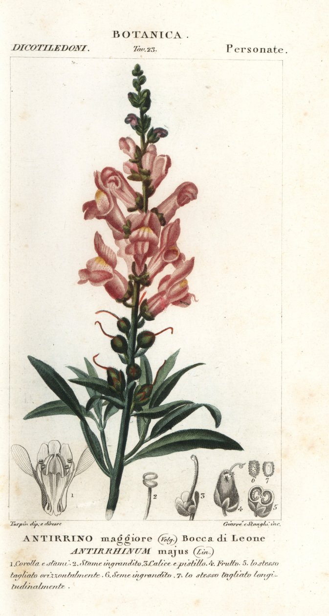 Snapdragon, Antirrhinum majus de Stanghi Stanghi