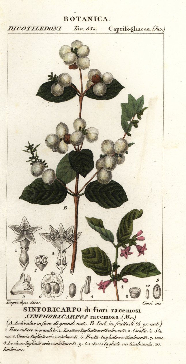 Sanouberi, Cymphoria rasamosa de Stanghi Stanghi