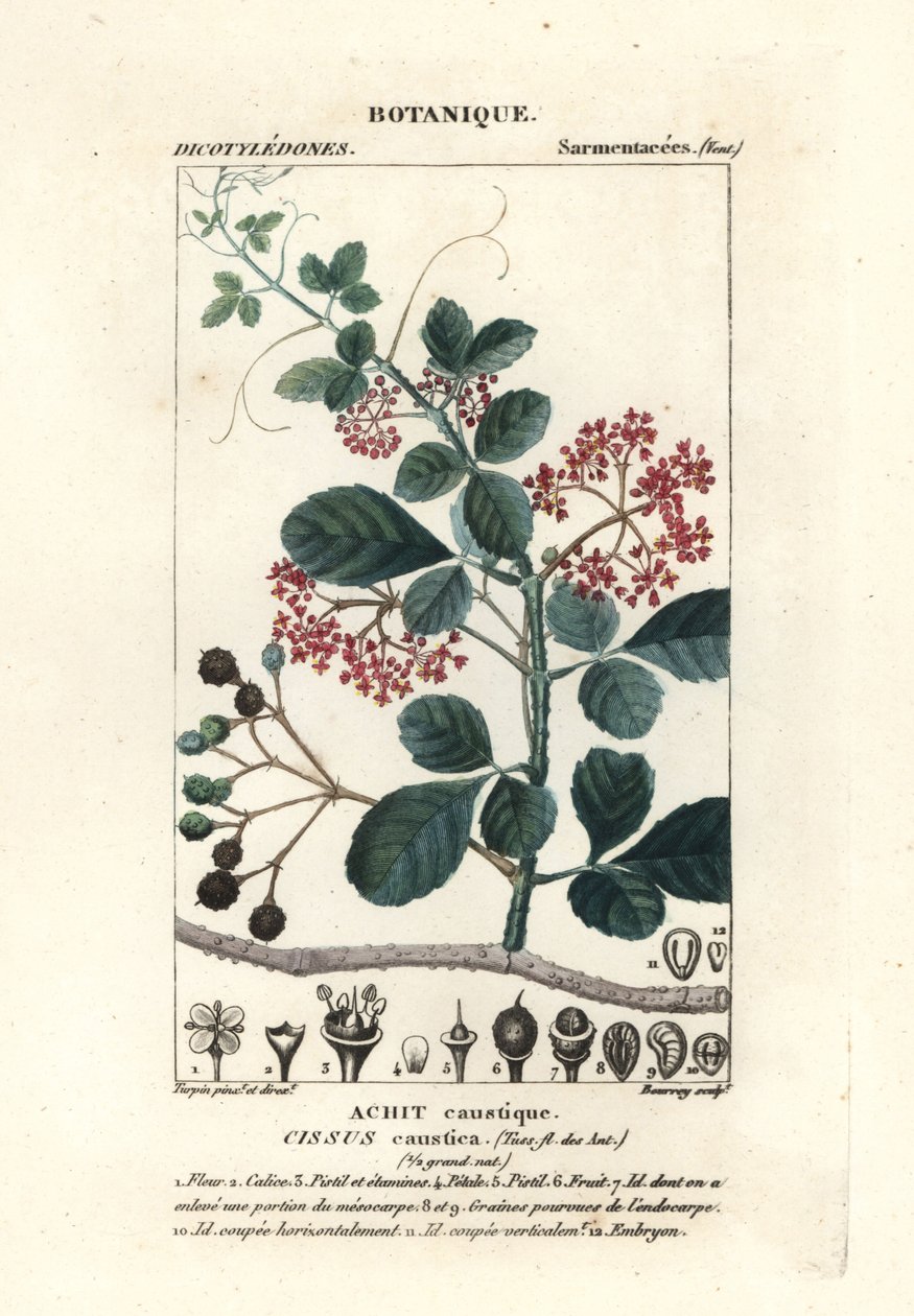 Colher de árvore, Cissus obovata de Stanghi Stanghi