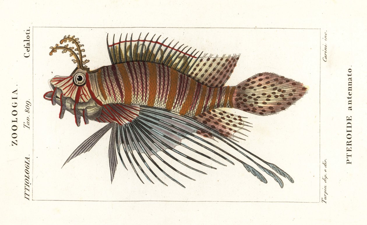 Spotfin lionfish, Pterois antennata de Stanghi Stanghi
