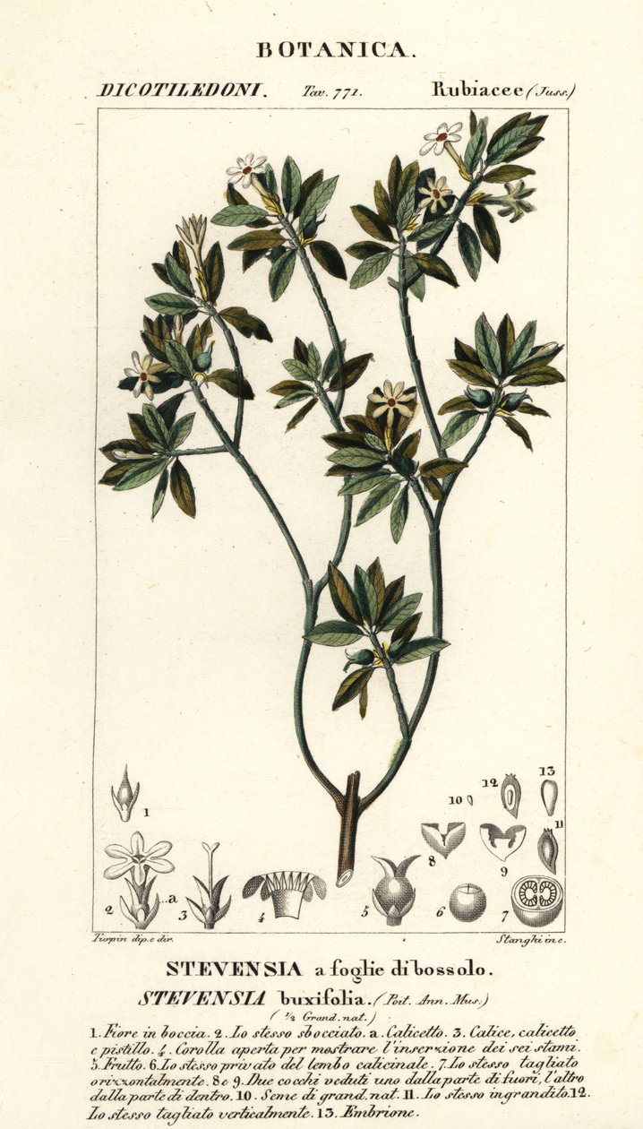 Stevensia buxifolia de Stanghi Stanghi