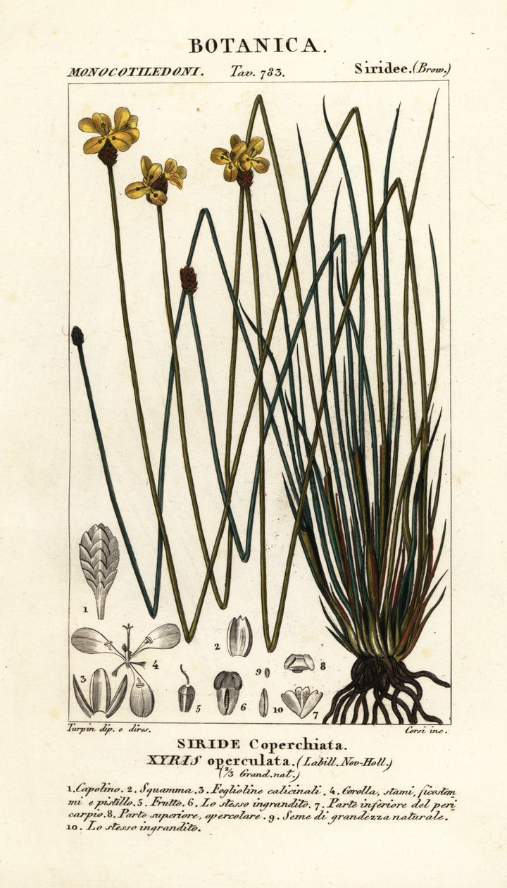 Olho amarelo alto, Xyris operculata de Stanghi Stanghi