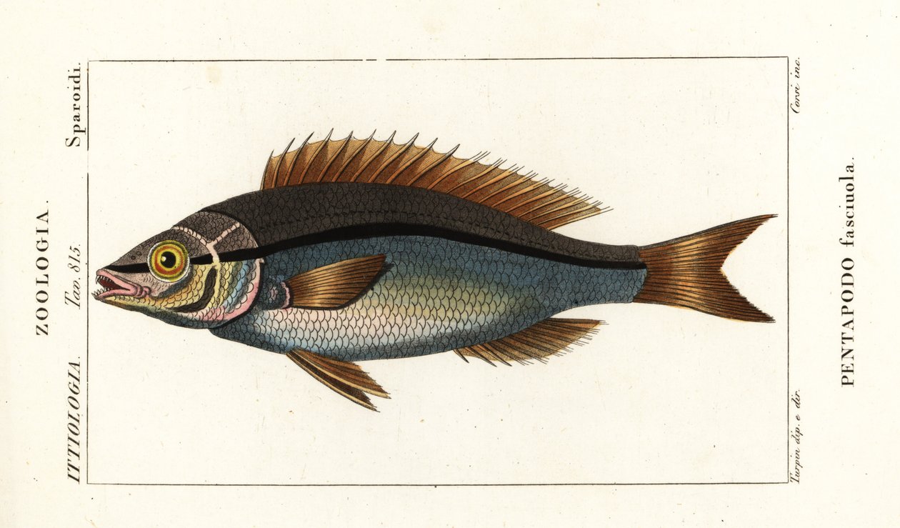 Brema Threadfin, Pentapodus fasciuola de Stanghi Stanghi