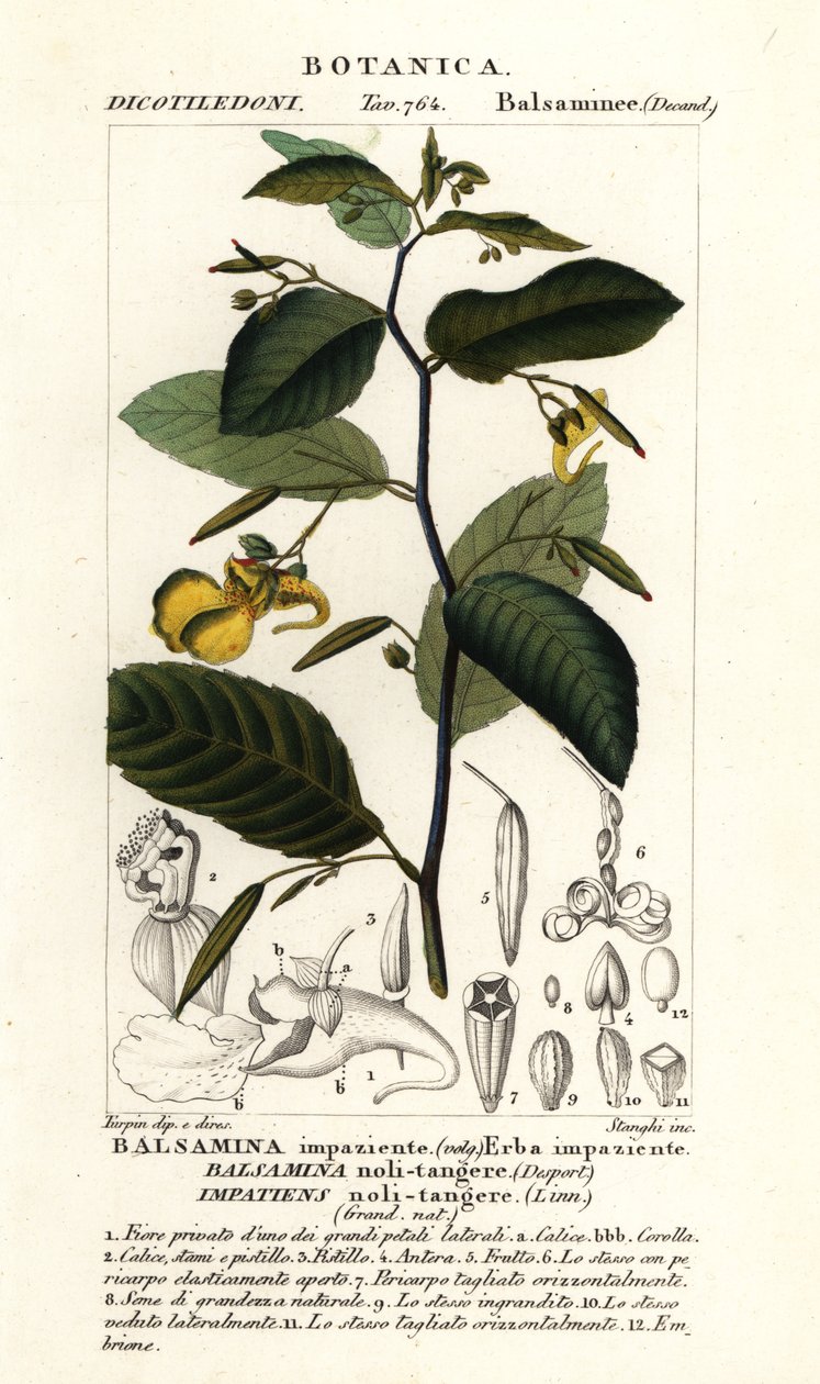 Toca-me - não bálsamo, Impatiens noli-tangere de Stanghi Stanghi