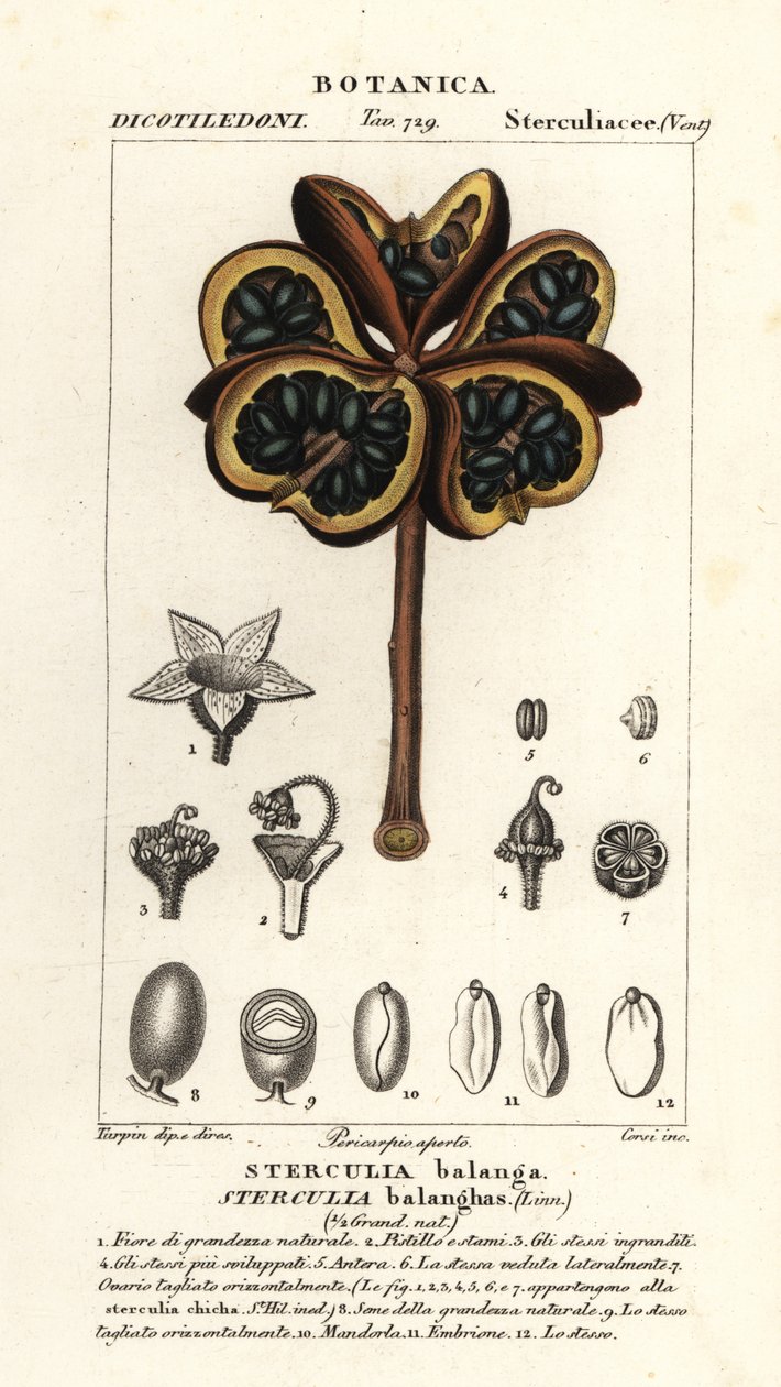 Castanheiro tropical ou nawa, Sterculia balanghas de Stanghi Stanghi