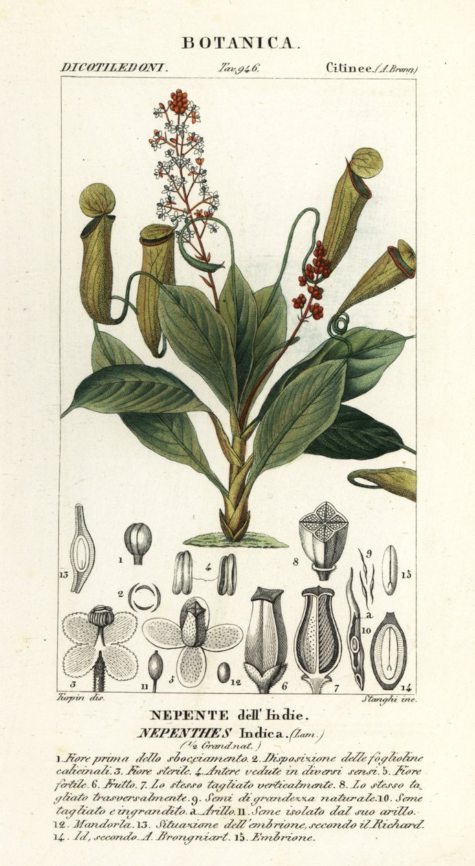 Planta de jarro tropical, Nepenthes distillatoria de Stanghi Stanghi