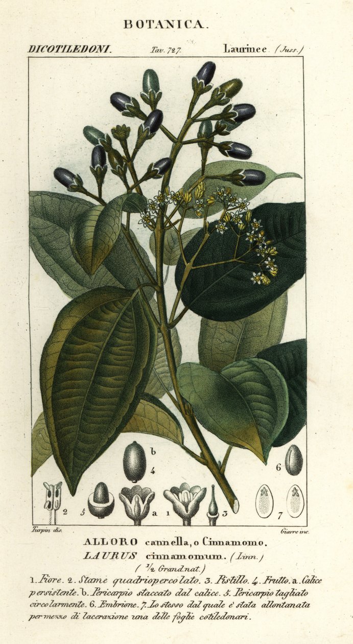 Verdadeira canela, Cinnamomum verum de Stanghi Stanghi