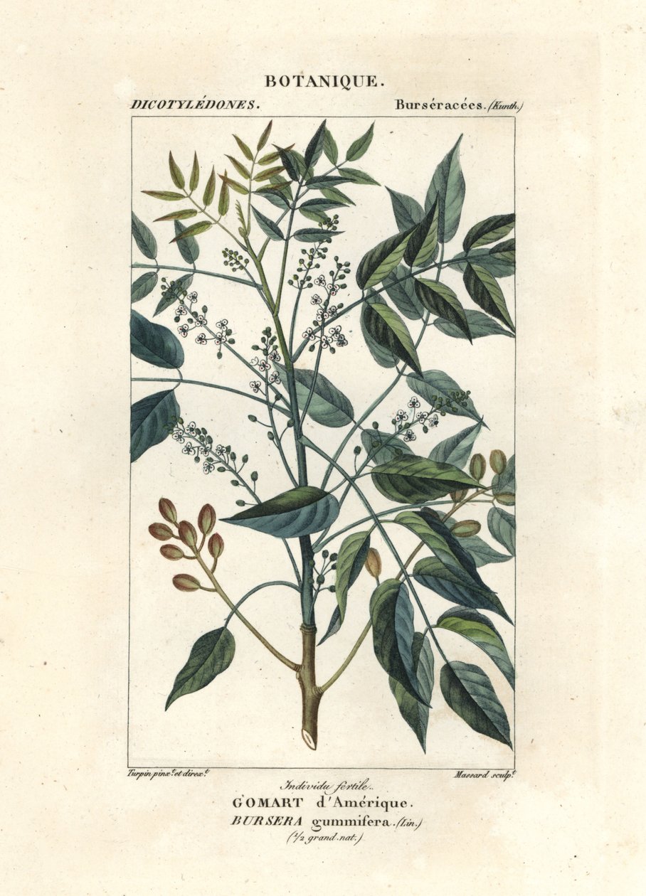 Árvore de terebintina, Bursera simaruba de Stanghi Stanghi