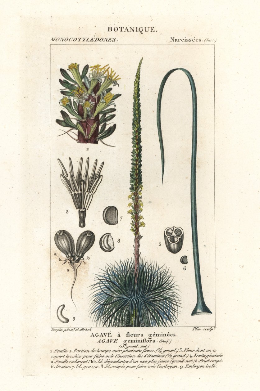 Agave geminada florida, Agave geminiflora de Stanghi Stanghi