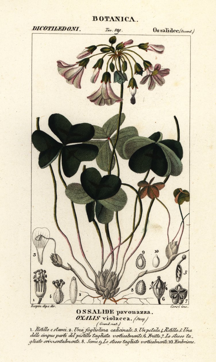 Violeta de madeira, Oxalis violacea de Stanghi Stanghi