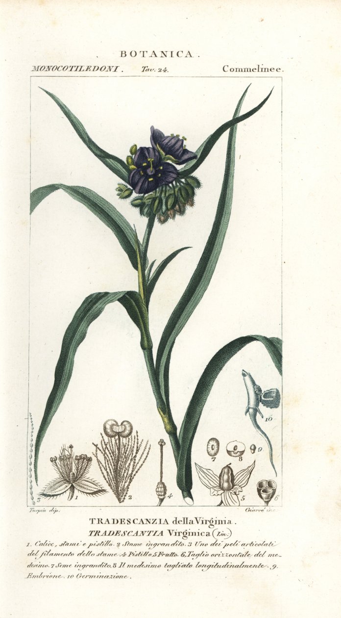 Aranha da Virgínia, Tradescantia virginiana de Stanghi Stanghi
