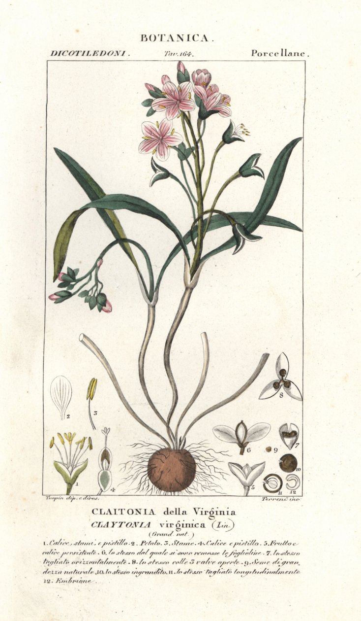 Virginia springbeauty, Claytonia virginica de Stanghi Stanghi