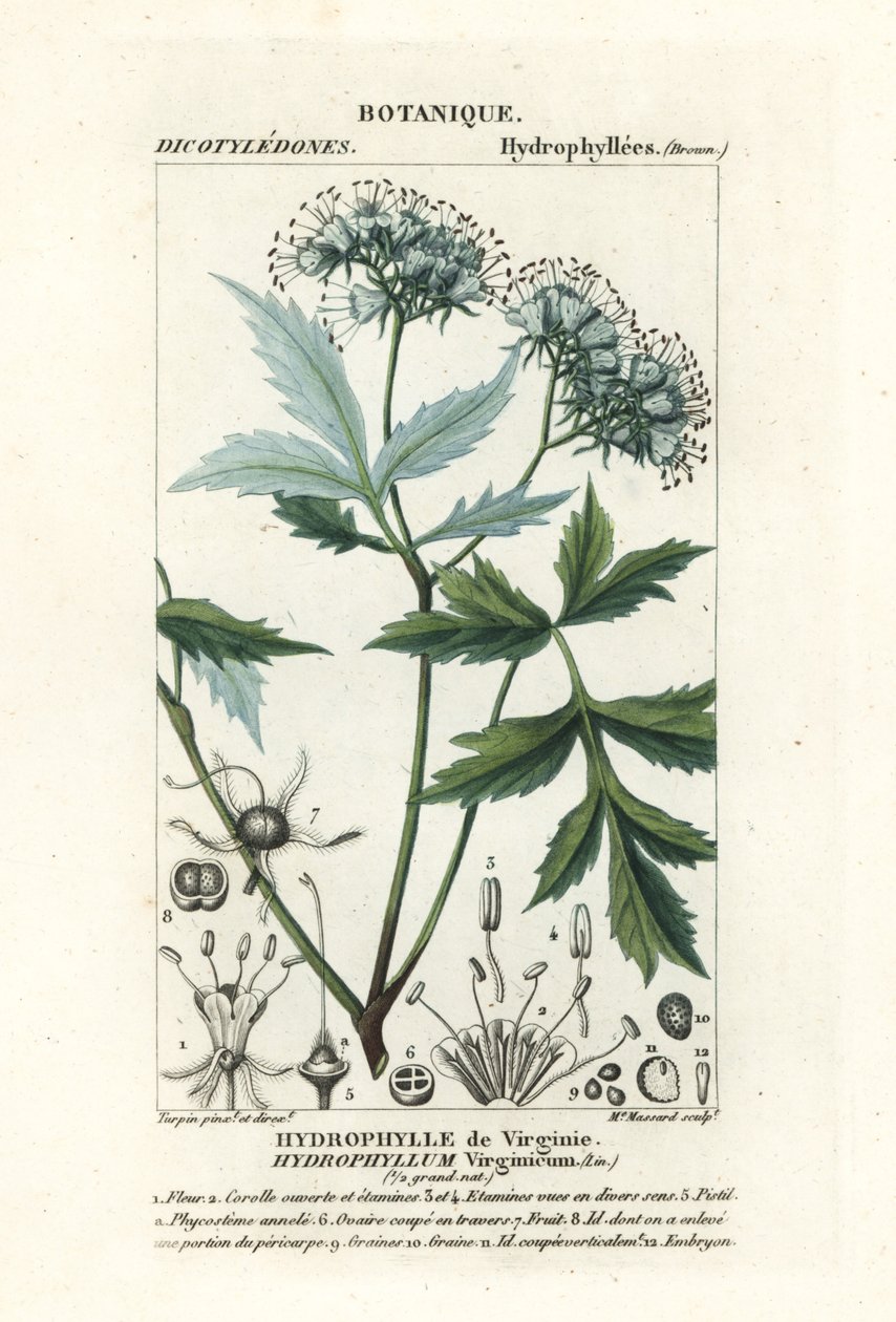 Folha de água da Virgínia, Hydrophyllum virginianum de Stanghi Stanghi