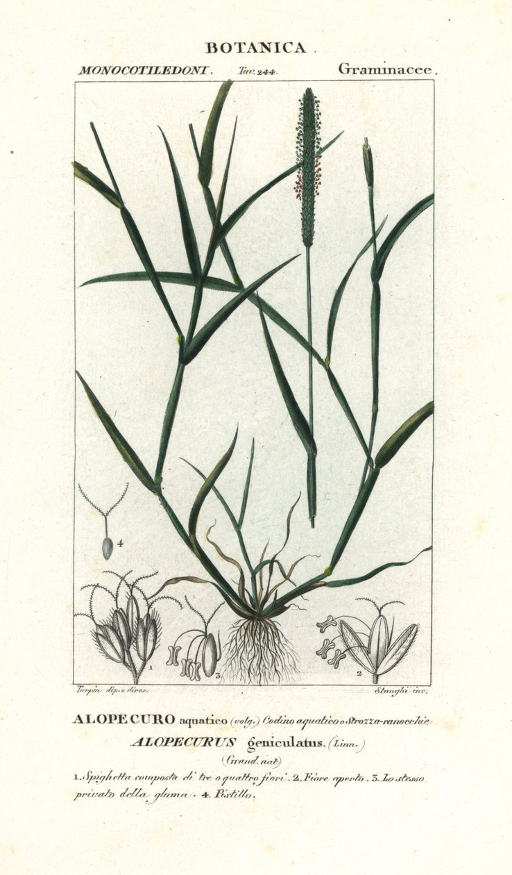 rabo de raposa de água, Alopecurus geniculatus de Stanghi Stanghi