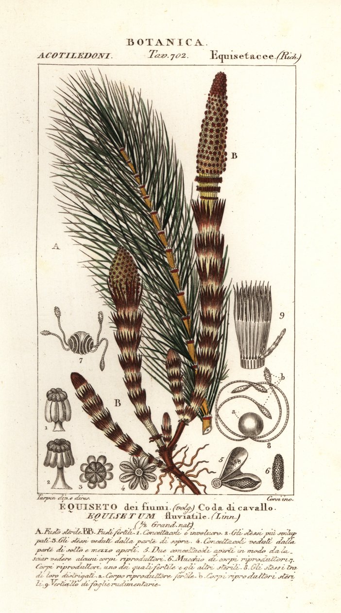 Cavalinha de água, Equisetum fluvial de Stanghi Stanghi
