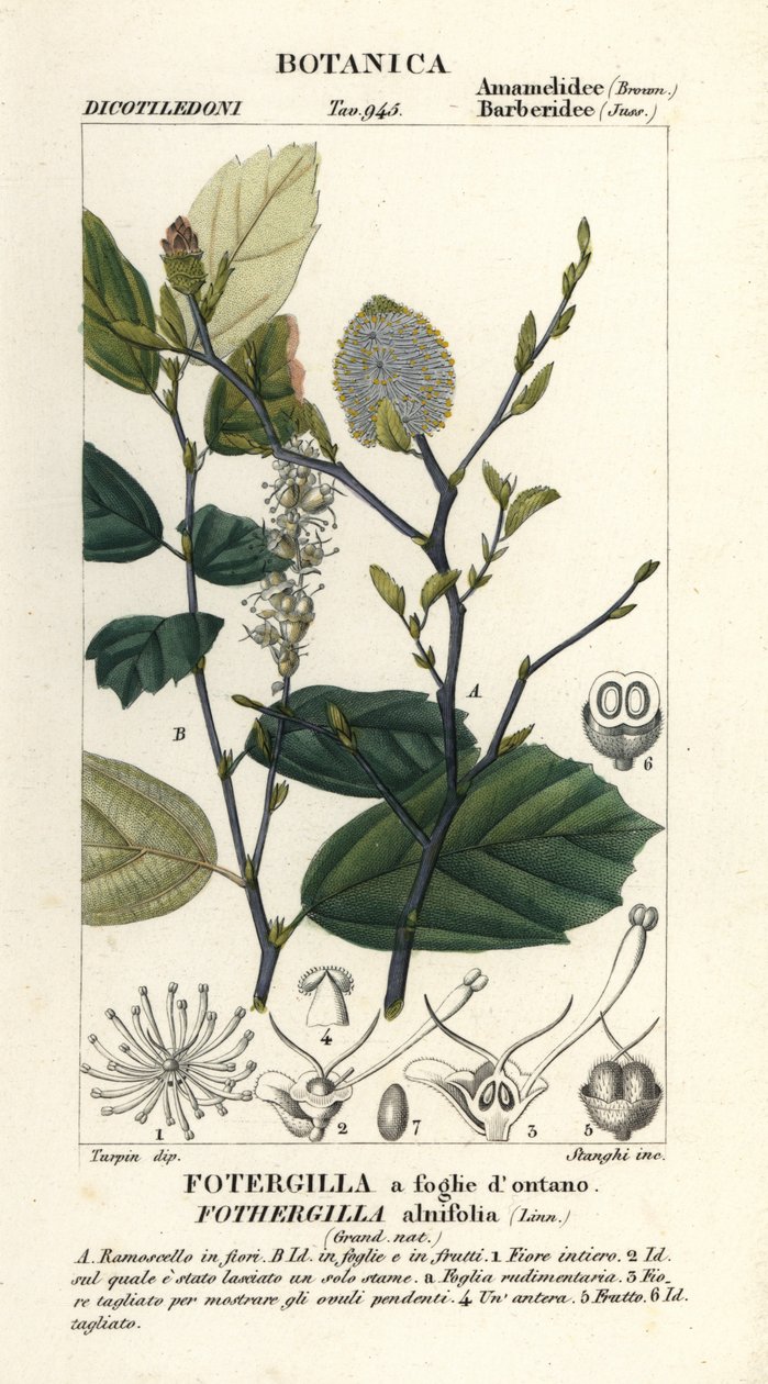 Bruxa anciã, Fothergilla gardenii de Stanghi Stanghi