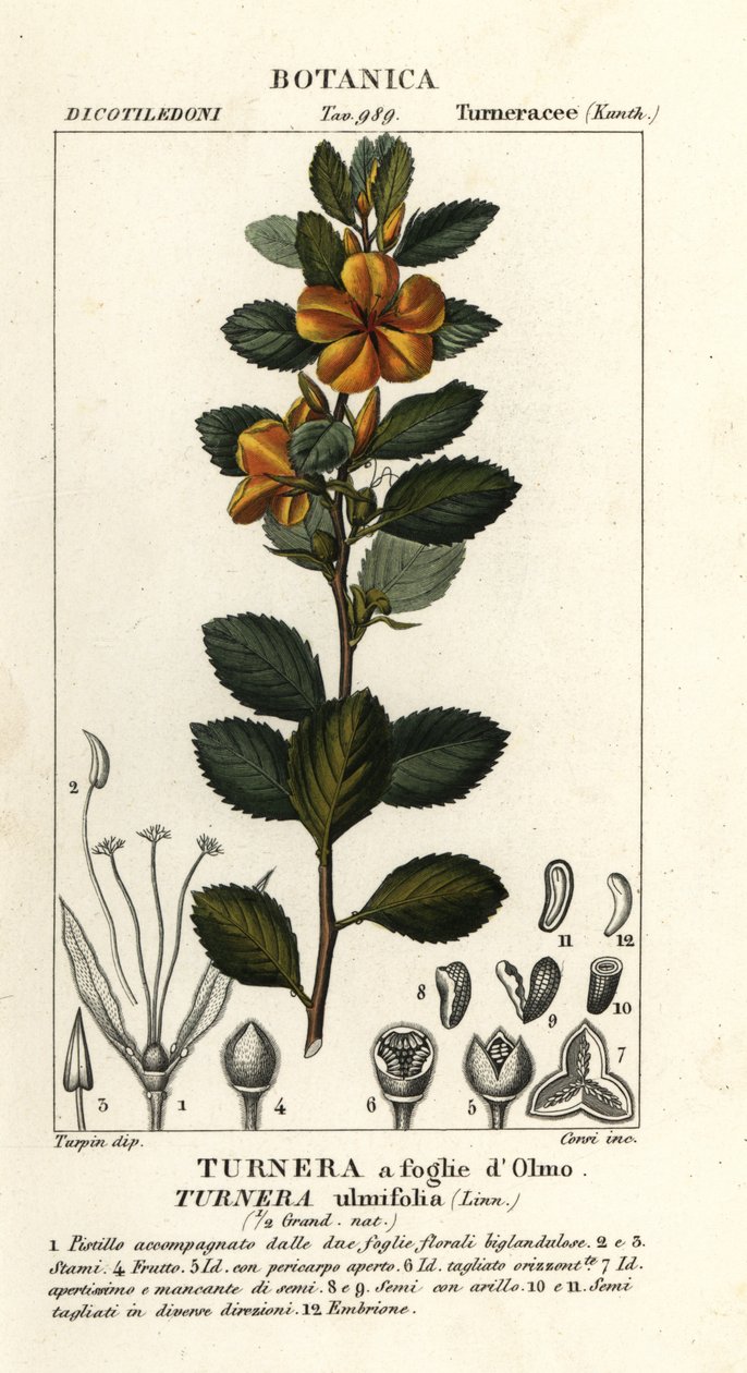 Amieiro amarelo, Turnera ulmifolia de Stanghi Stanghi