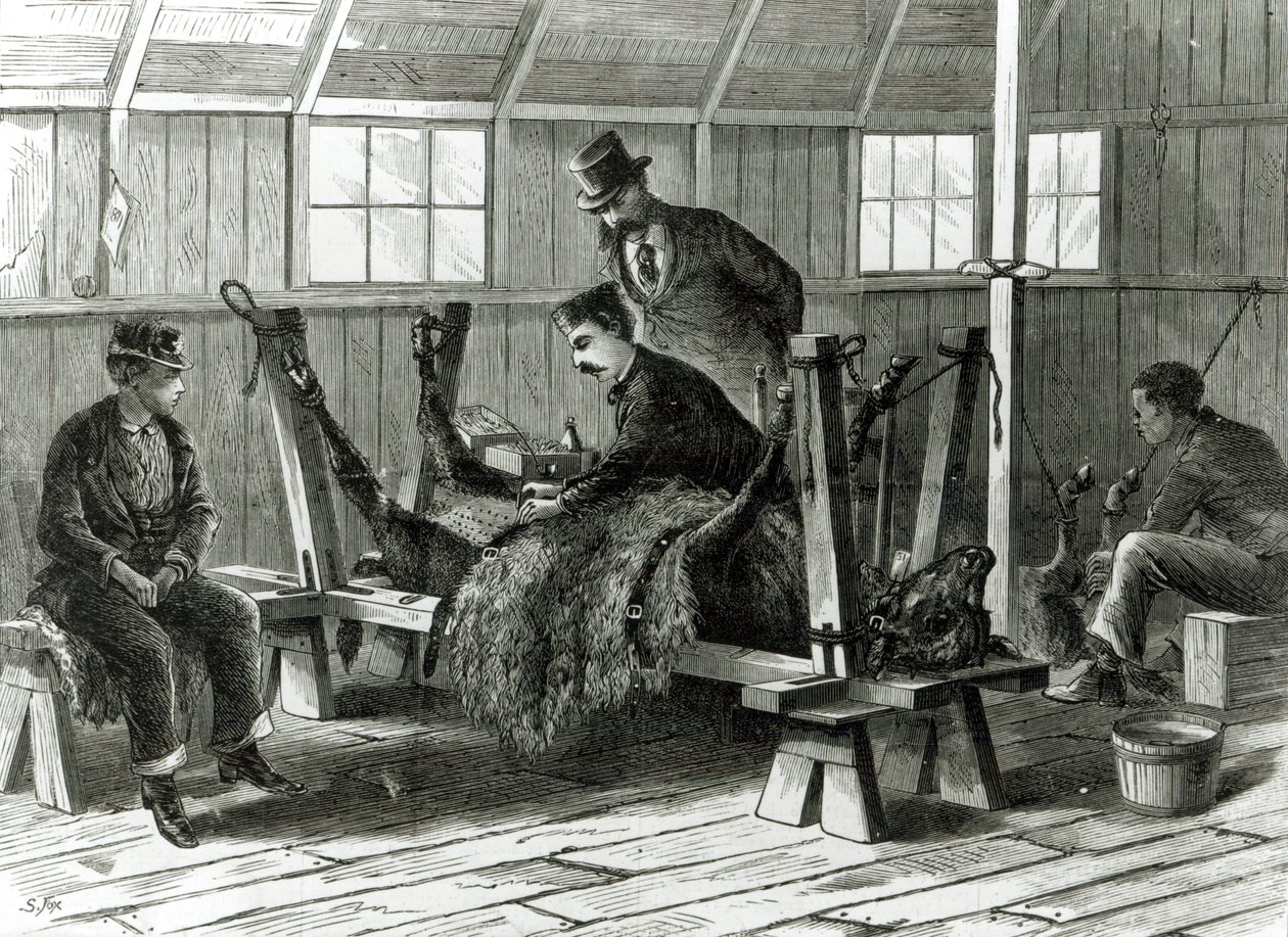 Tomando vírus do bezerro, ilustração de &39;Harper&39;s Weekly&39; em 1872 de Stanley Fox