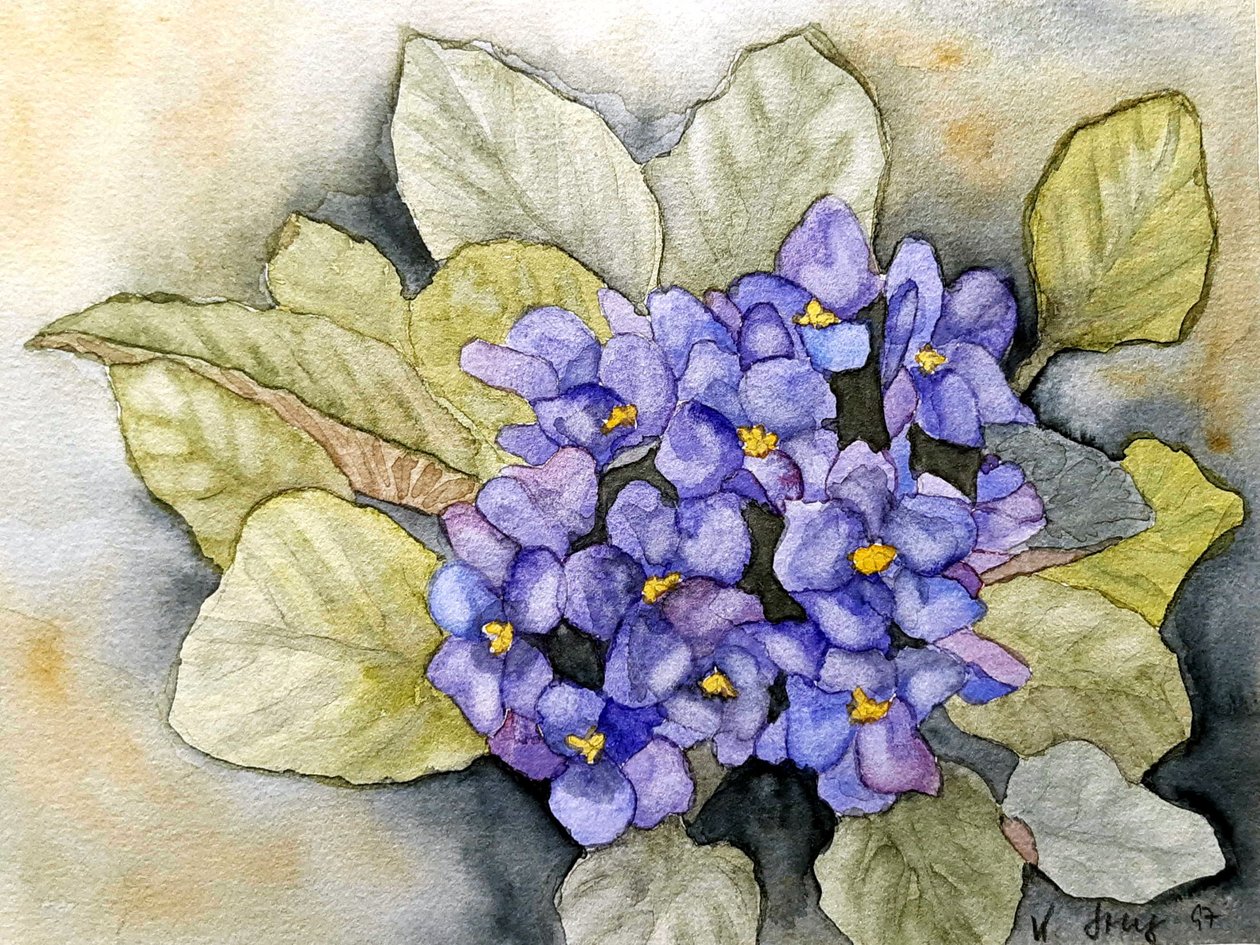 Usambara violeta de Steegs Art Karin