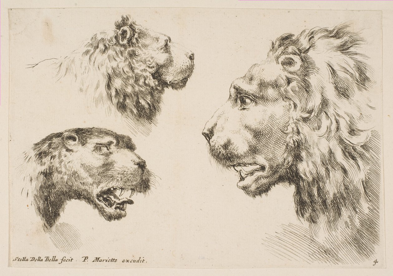 Cabeças de três leões, ca. 1641 de Stefano della Bella