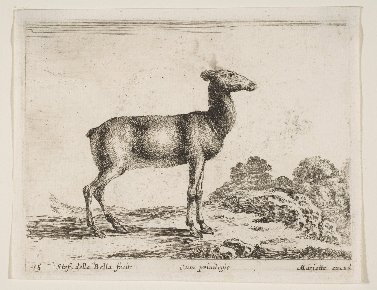 Ilustração 15: corça, de Vários animais Diferentes animais, ca. 1641 de Stefano della Bella