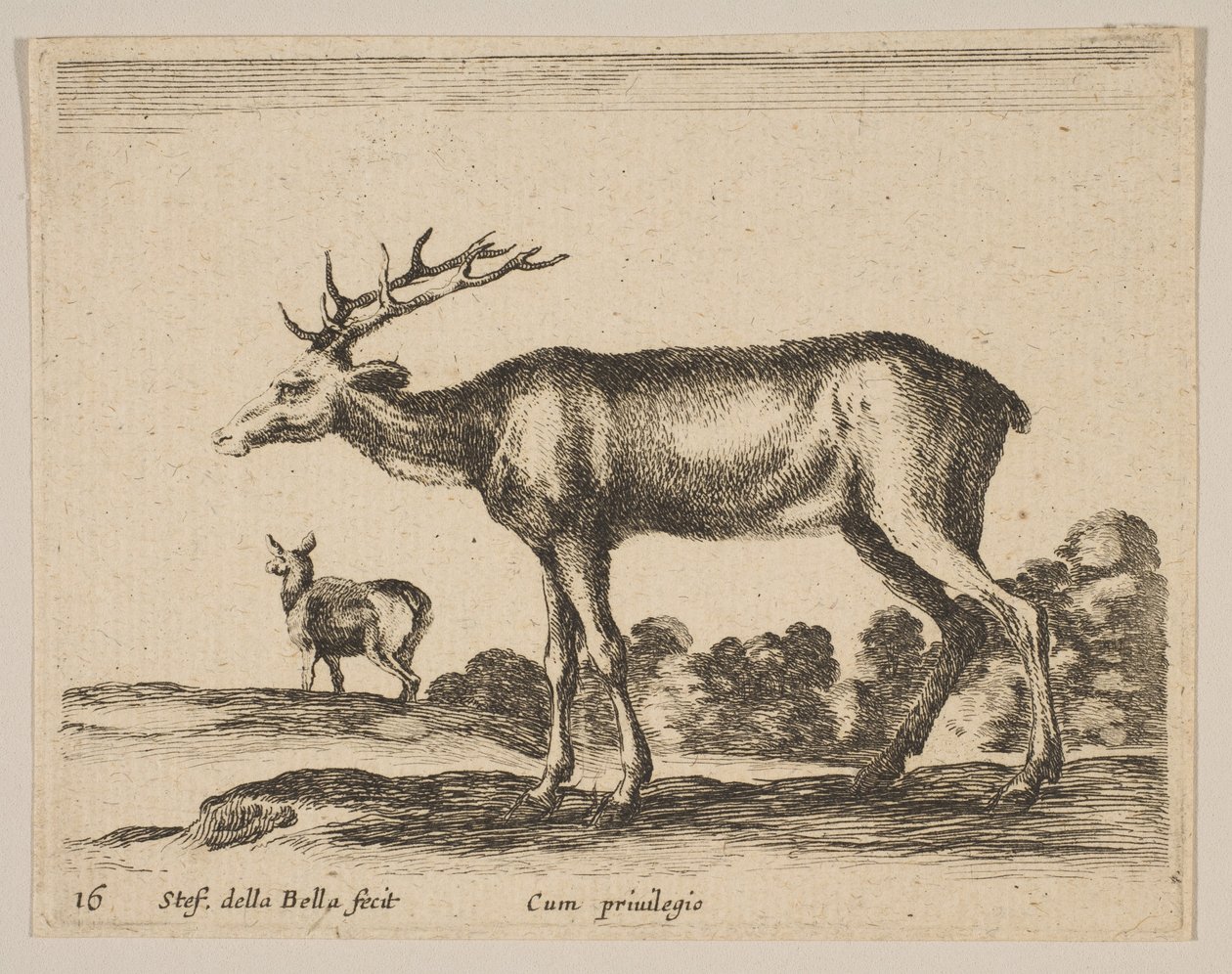 Ilustração 16: veado, de Vários animais Diversi animali, ca. 1641 de Stefano della Bella