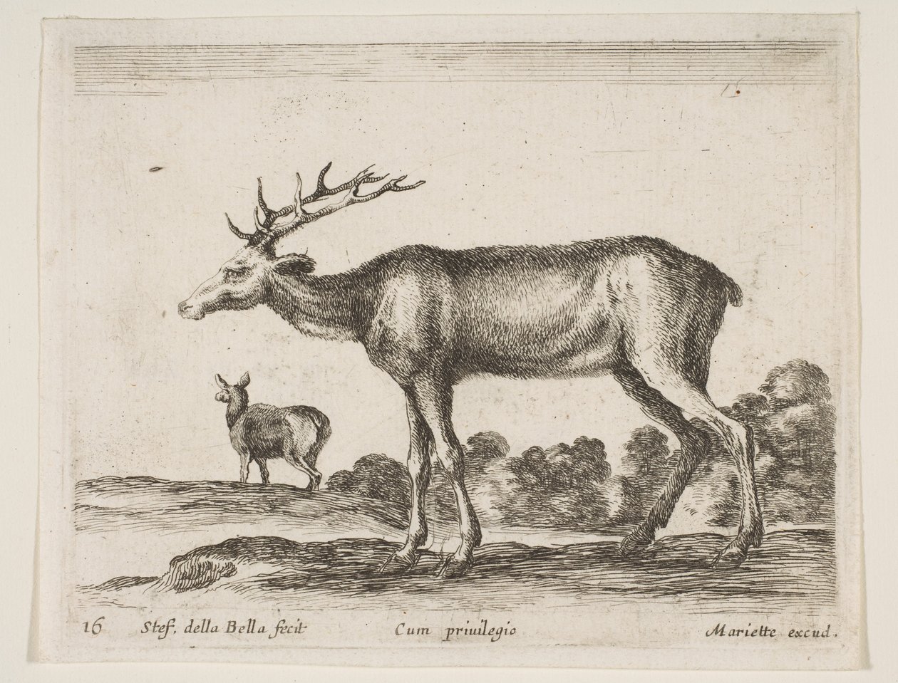 Ilustração 16: veado, de Vários animais Diversi animali, ca. 1641 de Stefano della Bella