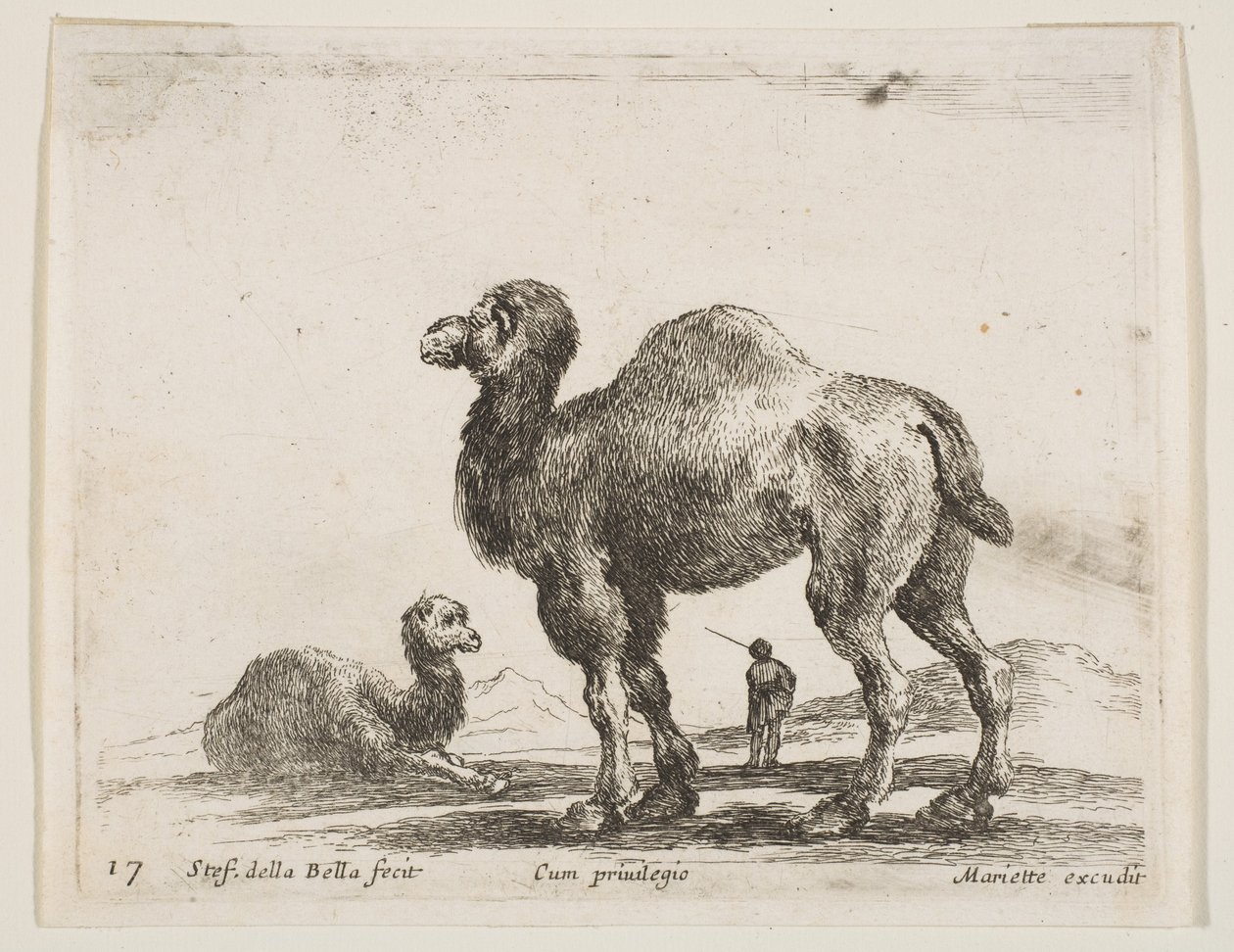 Ilustração 17: camelos de vários animais Diversi animali, ca. 1641 de Stefano della Bella